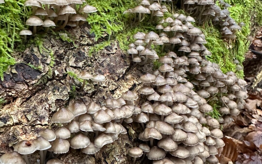 Kan vi designe systemer der understøtter liv?