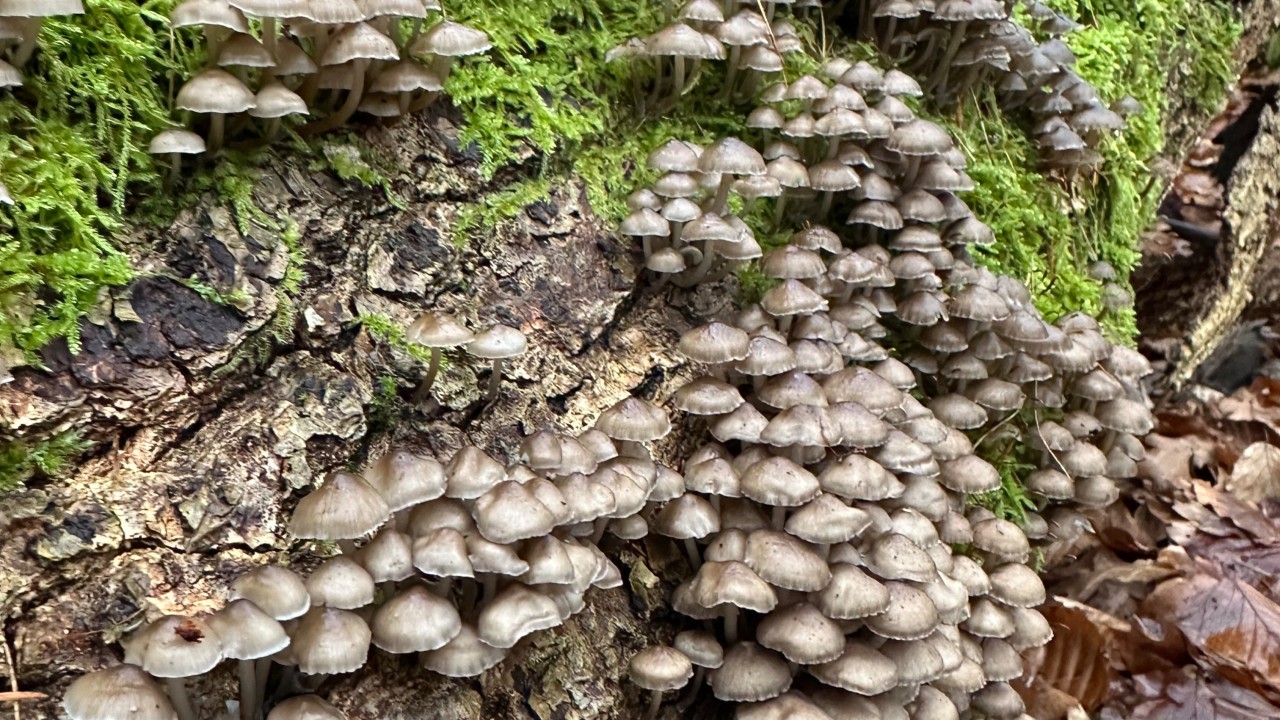 Systemer der understøtter liv