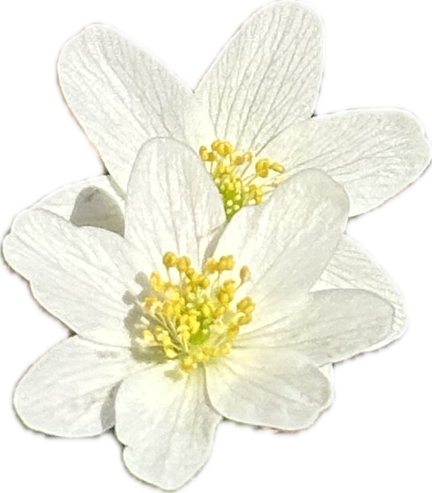 anemoner Anemoner