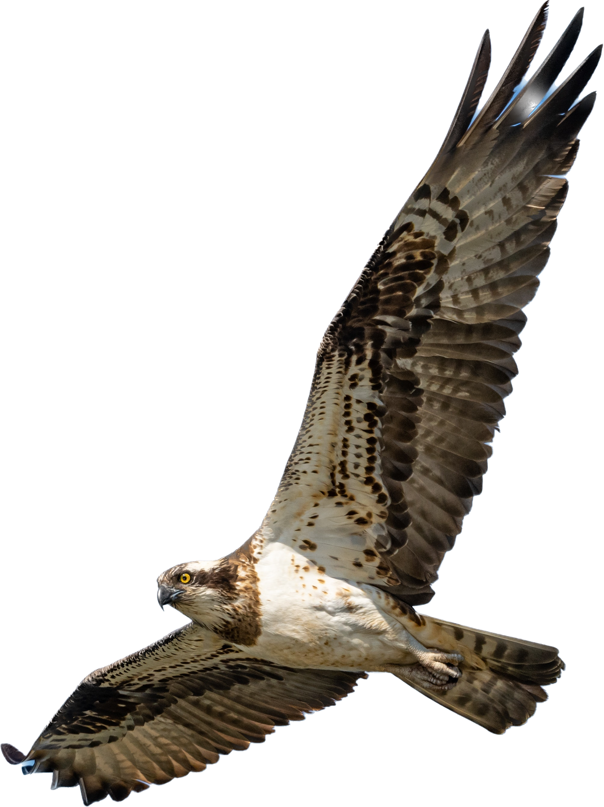eagle Værdier som kompas