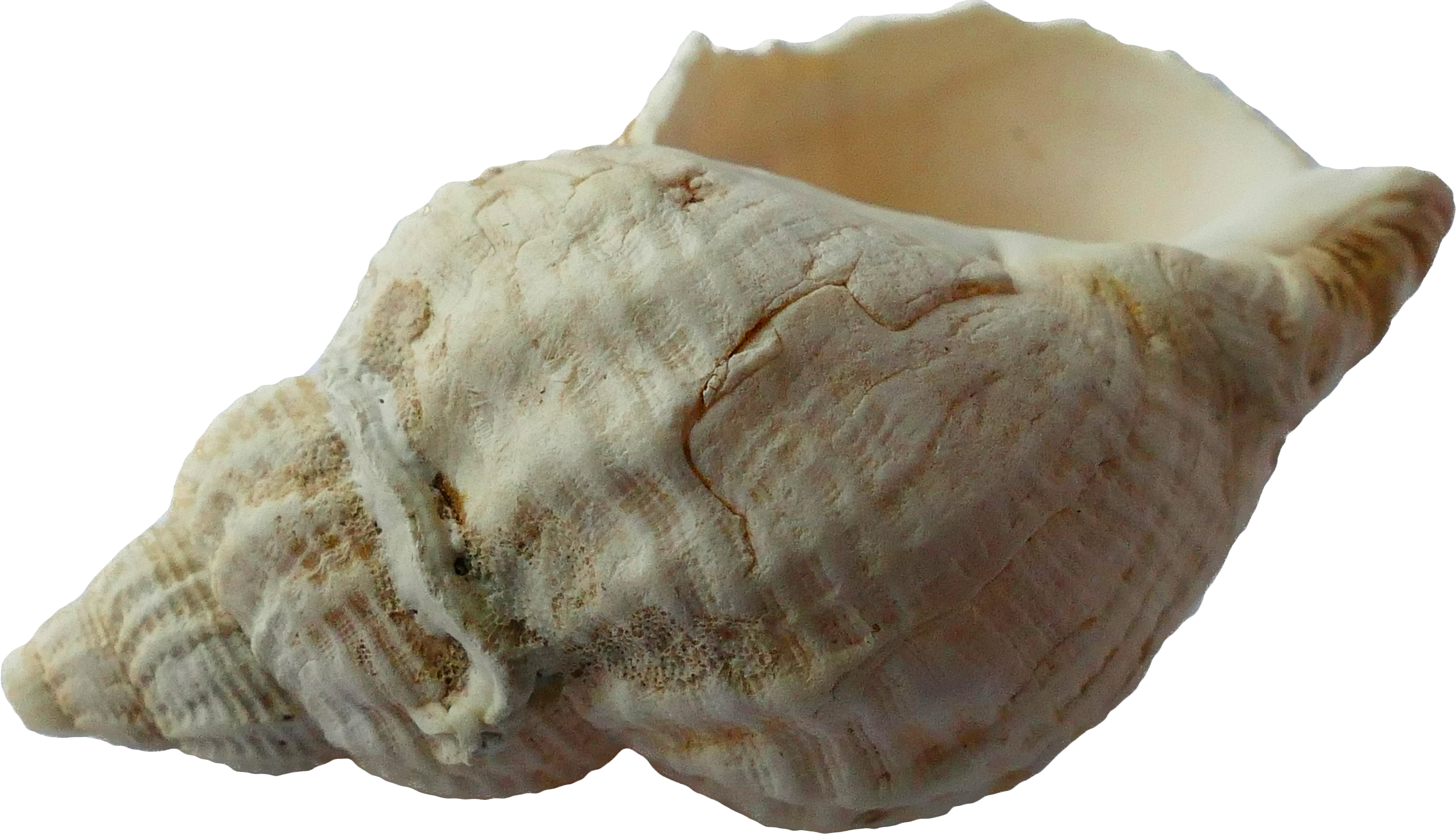 konkylie En klat farve